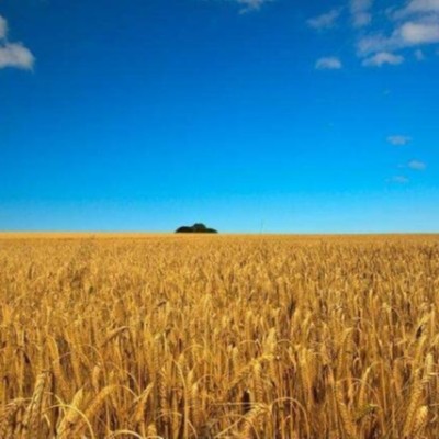 乌克兰小麦今年将​减产11% 玉米出口较去年同期下降30%