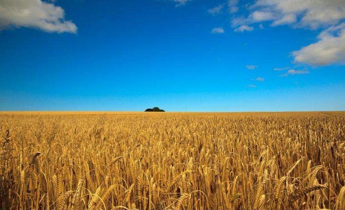 乌克兰小麦