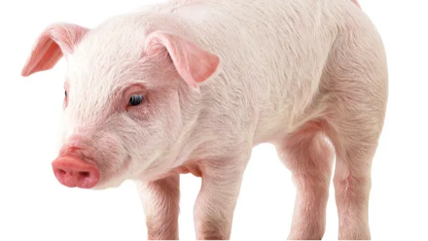 关于防止多米尼加非洲猪瘟传入我国的公告